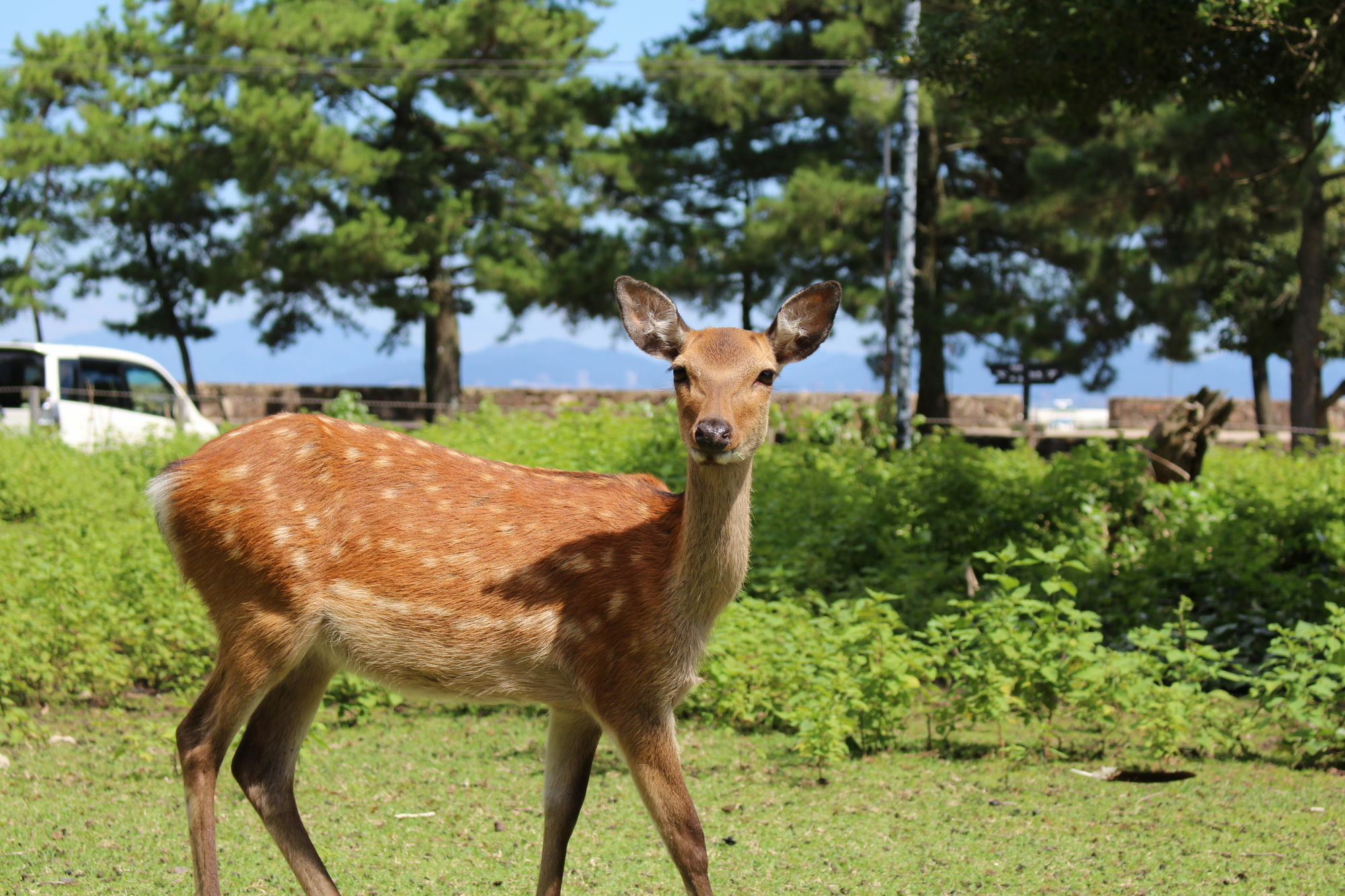 Miyajima Seaside Hotel Itsukushima Bagian luar foto